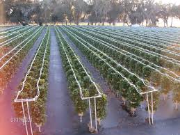 We did not find results for: Aquaponic Strawberry Farm Aquaponic