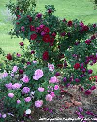 Rose Cuthbert Grant Google Otsing Shrub Roses Little Garden Rose