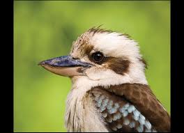 Meaning of kookaburra in english. Laughing Kookaburra Nsw Environment Energy And Science