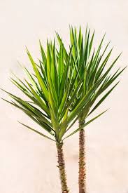 7 Yucca Plant Care Tips That Ll Make Your Greenery Thrive Yucca Plant Yucca Plant Indoor Yucca Plant Care