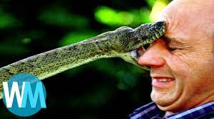 Ce serpent appartient à la famille des elapidae et classé parmi les plus venimeux au monde. Top 10 Des Serpents Les Plus Dangereux Du Monde Youtube