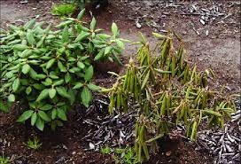 Or roots die and plants wilt without having leaf spots form. A Warm Weather Wilting Of Rhododendron Download Scientific Diagram