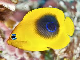 Check spelling or type a new query. Rock Beauty Holacanthus Tricolor Angelfishes South Florida Reefs