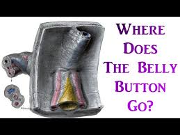 Where Does The Belly Button Go Youtube