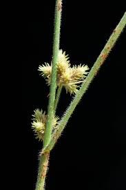 Image result for Fuirena ciliaris