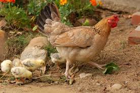 Le uova azzurre delle araucana. Centro Verde Caravaggio L Aia In Festa