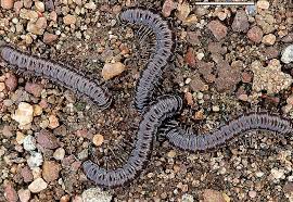 Image result for Putterlickia verrucosa