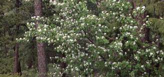 Buy colorado fruit trees, nut tree, shade tree, bamboo plant, grape vines, flowering trees, and berry plants. Best Spring Flowering Trees For The Denver Foothills