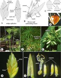 Image result for Cyperaceae