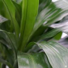 Image result for Dracaena laxissima