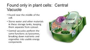 What is the main function of the central vacuole in a plant cell. The Cell Membrane Skin That Surrounds Cell Selectively Permeable Ppt Download