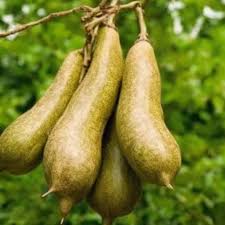 Image result for Kigelia africana