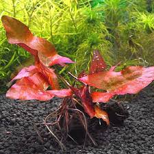 魅惑の水草 ニムファ チャーム ペット ガーデニング インテリア雑貨の専門店