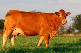 Limousin Cattle Breed