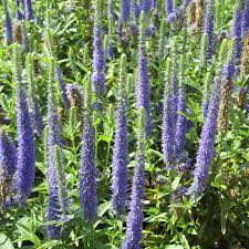 In einem magischen garten darf die zauberpflanze aber keinesfalls fehlen, denn durch das tragen eines gundermannzweigs kann man sich davor schützen, von feen geraubt zu werden (quelle). Ehrenpreis Veronica Spicata Royal Candles Blau