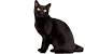 Types Of Black Cats Chart