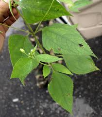 Image result for Blainvillea gayana