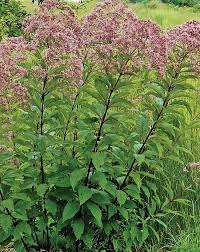 Image result for Oxyanthus pyriformis