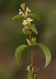 Image result for Duosperma crenatum