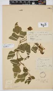 Image result for Dolichos sericeus