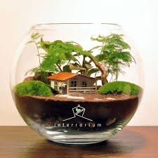 Terrarium Meeting Bitkiler Asparagus Fittonia Moss Boyutlar Cap 20 Yuksekl Miniature Garden Terrarium Terrarium Decor