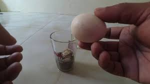 Maybe you would like to learn more about one of these? 18 Resep Obat Kuat Rumahan Madu Bawang Putih Telur Bebek Bacadulu Top