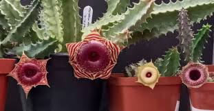 Image result for Monanthotaxis parvifolia