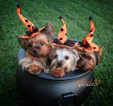 Happy Halloween Cute Animals Yorkie Dogs Yorkie Puppy