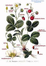 The strawberry plant bears?, how many times a year does a strawberry plant bear fruit?, how to get your. Fragaria Wikipedia