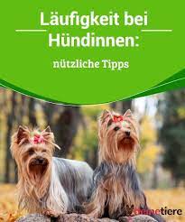 laufigkeit bei hundinnen nutzliche tipps my animals laufigkeit hunde gesunde hunde