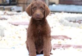 Doodleman Pinscher Puppies For Sale Puppy Adoption Keystone Puppies Doodleman Pinscher Puppy Adoption Poodle Mix Puppies