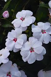 Image result for Impatiens irvingii
