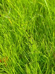 Image result for Equisetaceae