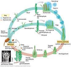 Check spelling or type a new query. 16 Plant Diversity I Bryophytes And Seedless Vascular Plants Ideas Vascular Plant Plants Vascular