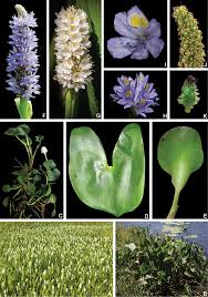 Image result for Monochoria africana