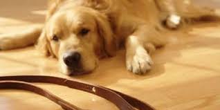 Kopeklerde Temel Itaat Egitimi Golden Retriever Retriever Kopek