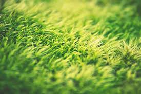 Maybe you would like to learn more about one of these? Complete Guide To Aerating Your Lawn Timberline Landscaping