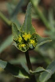 Image result for Euphorbia serratifolia
