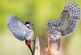 Piclogy On Twitter Spotted Woodpecker Woodpecker Animals Wild
