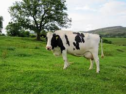 Female cows can have horns, if you thought all female cattle were all the cows without horns, i am here to teach you something new today. Holstein Friesian Cattle Wikipedia