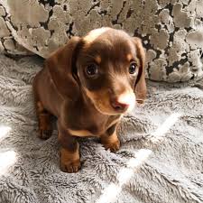We have 3 kids, a house, and a. Dachshund Puppies For Sale In Usa