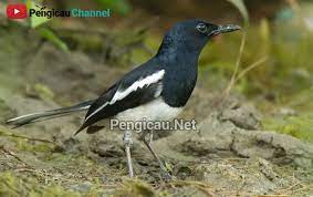 Download Suara Burung Kacer Juara Untuk Masteran Pengicau Net
