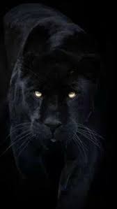 Panther sind sehr gruselig und mit schwarzem körper schwarzer panther, ein schönes schwarzes tier, das die stärke und würde symbolisiert. 19 Schwarze Panther Ideen Wilde Katzen Grosse Katzen Schwarzer Panther