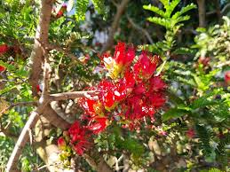 Image result for Schotia afra