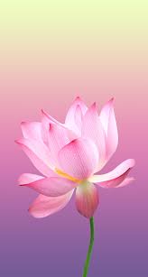 Pin By Vanessa Carassa On Roz Wallpaper Nature Flowers Lotus Wallpaper Flowers Nature