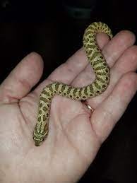 Lemon Ghost Female Western Hognose Snake Hognose Snake Beautiful Snakes