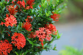 Image result for Ixora narcissodora