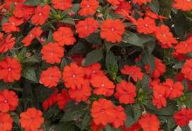 Image result for Impatiens runssorensis