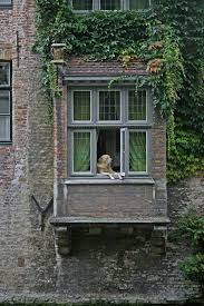 Bruges Bruges Bruges Belgium Fluffy Kittens