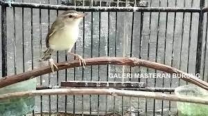 Suara Ciblek Sawah Betina Ampuh Naikan Birahi Prenjak Alang Alang Jantan Supaya Tambah Gacor Youtube